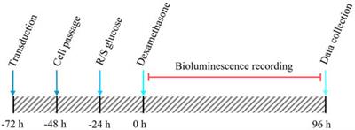 Reduced glucose concentration enhances ultradian rhythms in Pdcd5 promoter activity in vitro